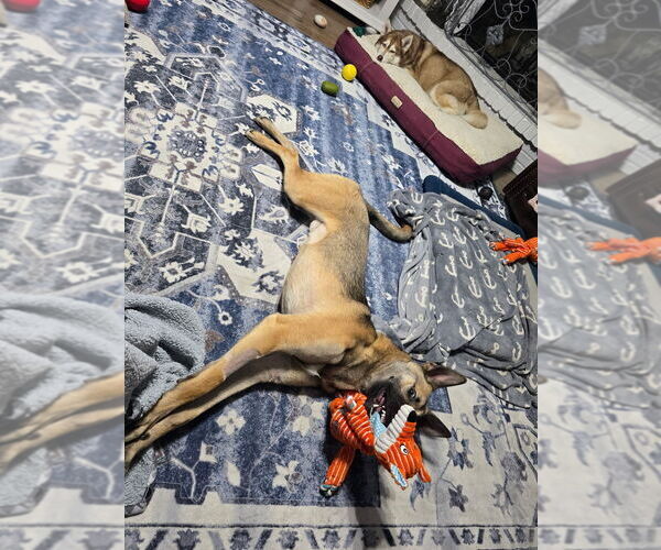 Medium Photo #3 Mutt Puppy For Sale in Imlay City, MI, USA