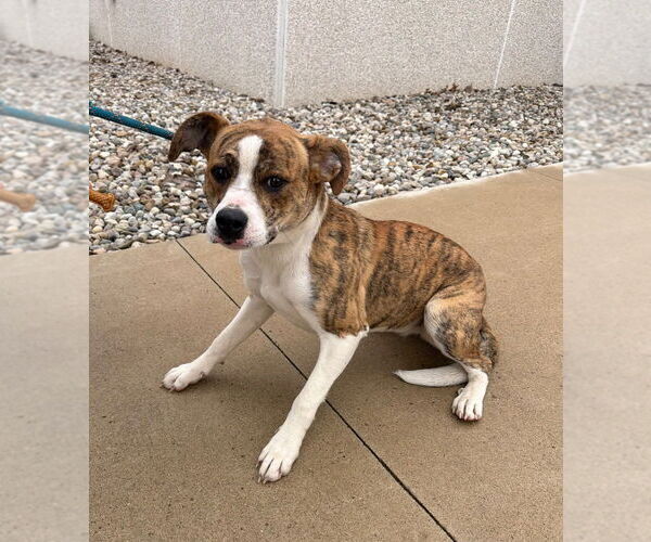 Medium Photo #2 American Staffordshire Terrier-Unknown Mix Puppy For Sale in Pierceton , IN, USA