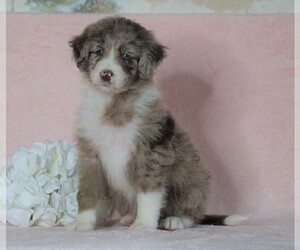 Aussiedoodle Puppy for sale in FREDERICKSBG, OH, USA
