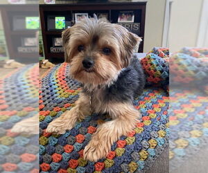 Maltese-Unknown Mix Dogs for adoption in Sandy, UT, USA