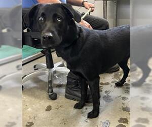 Labrador Retriever Dogs for adoption in Camarillo, CA, USA