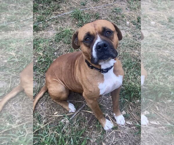 Medium Photo #3 Boxer Puppy For Sale in  Katy, TX, USA