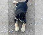 Small Photo #10 Wolf Hybrid Puppy For Sale in ALBUQUERQUE, NM, USA