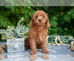 Small #2 Cavapoo (Miniature)