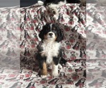 Puppy Batman Bernedoodle (Miniature)