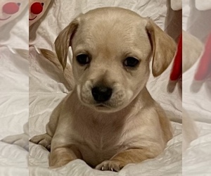 Chiweenie Puppy for sale in SPARKS, NV, USA