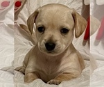 Small Photo #1 Chiweenie Puppy For Sale in SPARKS, NV, USA