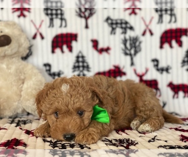 Medium Photo #1 Poochon Puppy For Sale in LANCASTER, PA, USA
