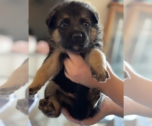 German Shepherd Dog Puppy for sale in CIMARRON HILLS, CO, USA
