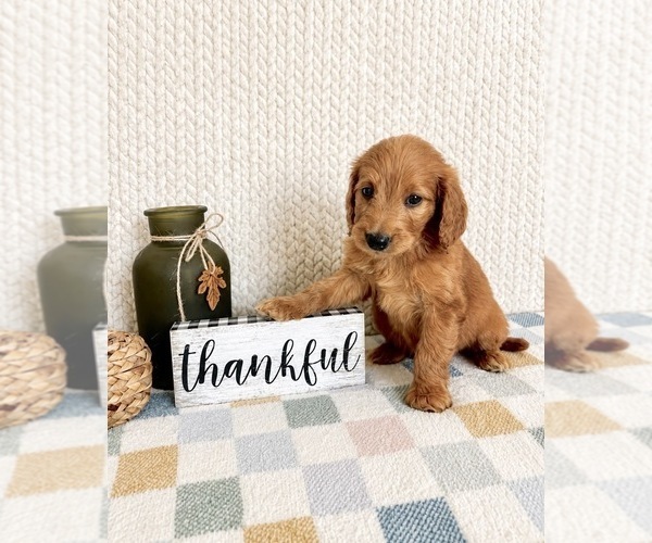 Medium Photo #3 Goldendoodle mix (+ Poodle Miniature) Puppy For Sale in INDIANAPOLIS, IN, USA