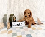 Small #2 Goldendoodle mix (+ Poodle Miniature)