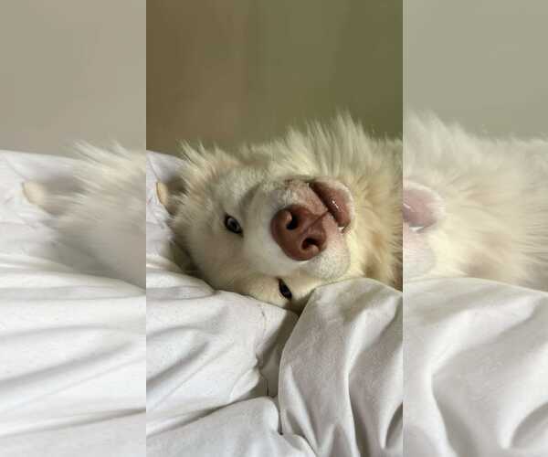 Medium Photo #2 Siberian Husky-Unknown Mix Puppy For Sale in Carrollton, TX, USA