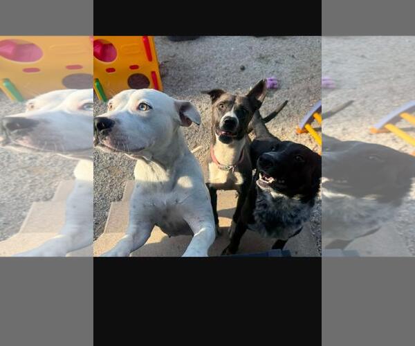 Medium Photo #2 Mutt Puppy For Sale in Oakhurst, NJ, USA