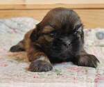 Small Photo #24 Shih Tzu Puppy For Sale in MANES, MO, USA