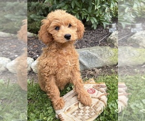 Cockapoo (Miniature) Puppy for sale in MIDDLEBURY, IN, USA