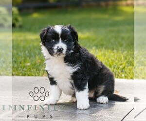 Miniature Australian Shepherd Puppy for sale in COATESVILLE, PA, USA