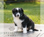 Image preview for Ad Listing. Nickname: Chloe