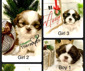 Shih Tzu Puppy for Sale in MARENGO, Wisconsin USA