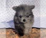 Small Photo #7 Pomeranian Puppy For Sale in PORTLAND, ME, USA
