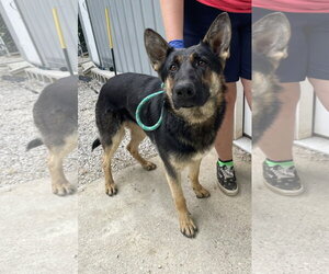 German Shepherd Dog Dogs for adoption in Frenchburg, KY, USA
