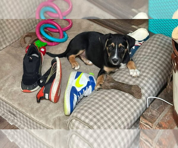 Medium Photo #9 Collie-Labrador Retriever Mix Puppy For Sale in Germantown, OH, USA