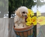 Small Photo #3 Poodle (Miniature) Puppy For Sale in RUSTON, WA, USA