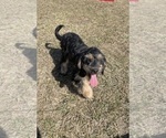 Puppy Jasmine F1B Goldendoodle (Miniature)