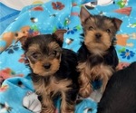 Small Photo #3 Yorkshire Terrier Puppy For Sale in MADEIRA BEACH, FL, USA