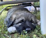 Puppy 3 Caucasian Shepherd Dog-Kangal Dog Mix