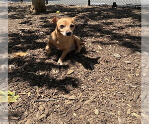 Chihuahua Dogs for adoption in Fremont, CA, USA