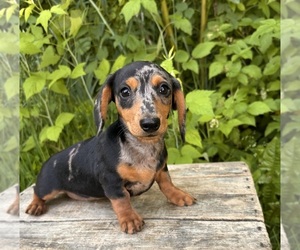 Dachshund Puppy for sale in MIDDLEBURY, IN, USA