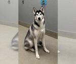 Small Siberian Husky Mix