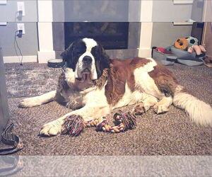 Medium Saint Bernard