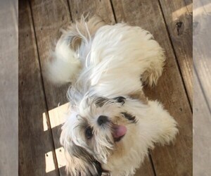 Shih Tzu Puppy for sale in THAYER, KS, USA