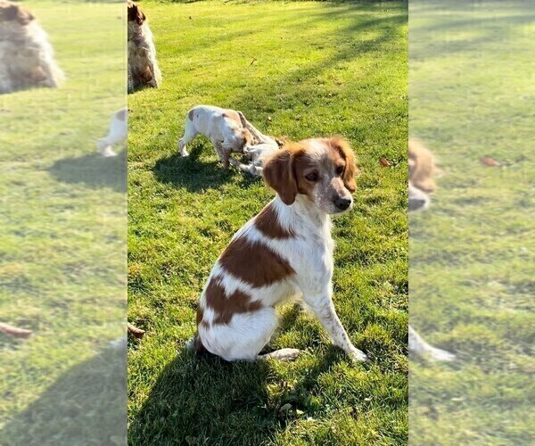 Medium Photo #1 Brittany Puppy For Sale in BERKSHIRE, NY, USA