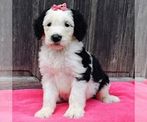 Sheepadoodle Puppy for sale in COSHOCTON, OH, USA