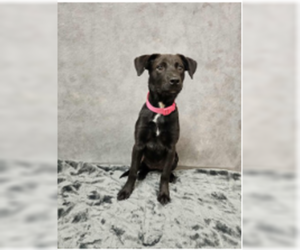 Labrador Retriever-Unknown Mix Dogs for adoption in Woodbury, NY, USA