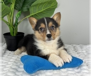 Pembroke Welsh Corgi Puppy for Sale in FRANKLIN, Indiana USA