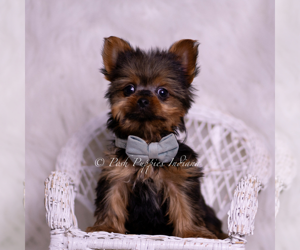Medium Photo #6 Yorkshire Terrier Puppy For Sale in WARSAW, IN, USA