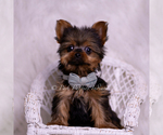 Small #5 Yorkshire Terrier