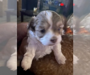 ShihPoo Puppy for sale in SALUDA, SC, USA