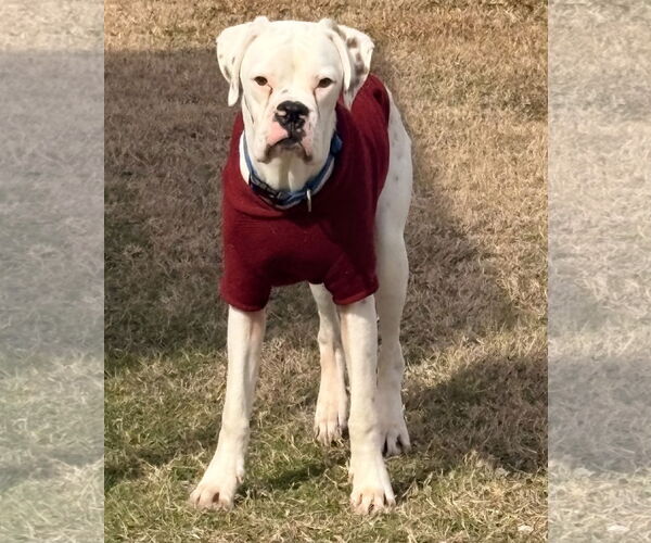 Medium Photo #3 Boxer Puppy For Sale in  Katy, TX, USA