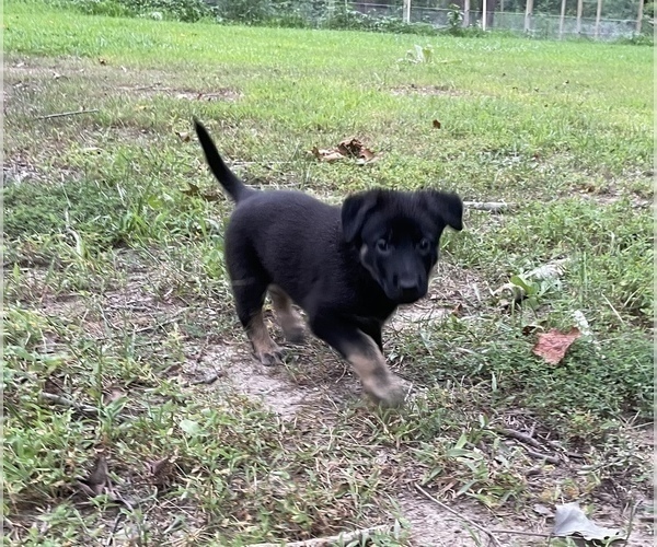 Medium Photo #32 German Shepherd Dog Puppy For Sale in WEST POINT, VA, USA
