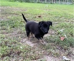 Small Photo #32 German Shepherd Dog Puppy For Sale in WEST POINT, VA, USA