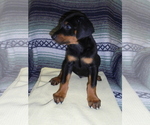 Small #10 Doberman Pinscher