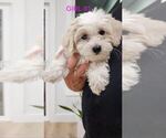 Puppy Puppy 3 Maltese-Maltipoo Mix