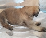 Small Photo #25 Mastiff Puppy For Sale in FULTON, NY, USA