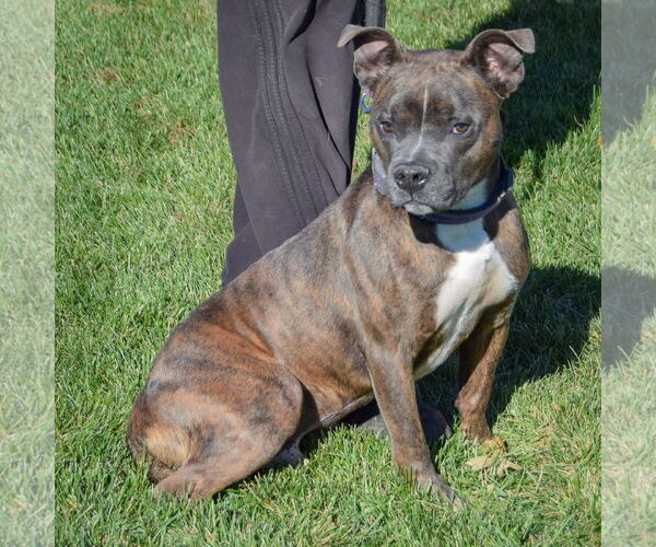 Medium Photo #3 American Bulldog-American Staffordshire Terrier Mix Puppy For Sale in Huntley, IL, USA