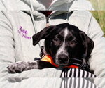 Small Labrador Retriever Mix