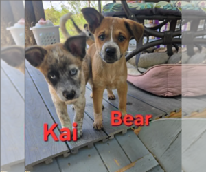 Australian Shepherd-Unknown Mix Dogs for adoption in Williamsburg, NM, USA